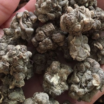 猫爪草新货批发水洗货一斤装猫爪草批发量大优惠