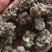 猫爪草新货批发水洗货一斤装猫爪草批发量大优惠