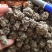 猫爪草新货批发水洗货一斤装猫爪草批发量大优惠