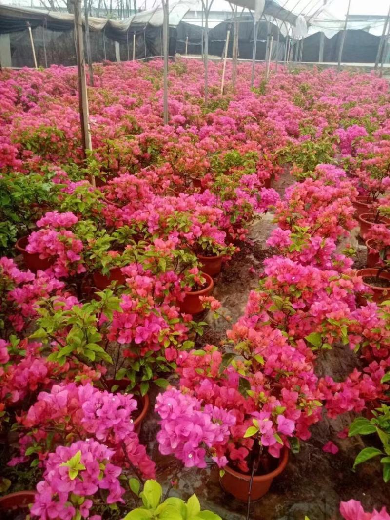 粉红三角梅广佛基地直销，四季开花绿植，颜色多样