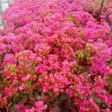 粉红三角梅广佛基地直销，四季开花绿植，颜色多样