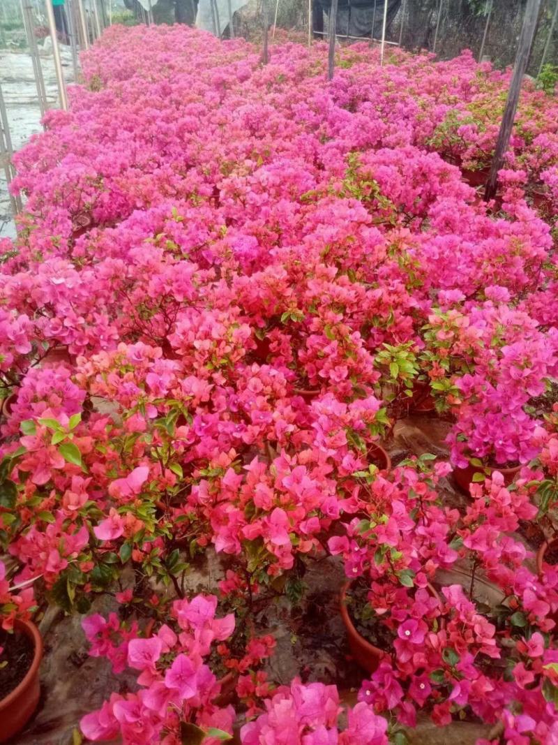 粉红三角梅广佛基地直销，四季开花绿植，颜色多样