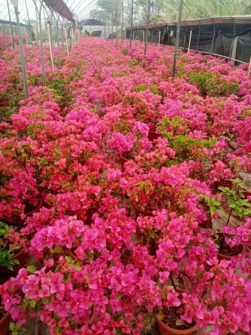 粉红三角梅广佛基地直销，四季开花绿植，颜色多样