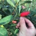 茶花四季红山茶四季杜鹃茶基地直销