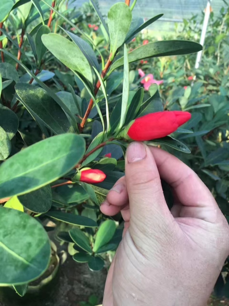 茶花四季红山茶四季杜鹃茶基地直销