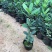 茶花四季红山茶四季杜鹃茶基地直销
