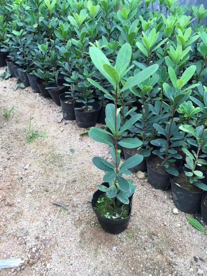 茶花四季红山茶四季杜鹃茶基地直销