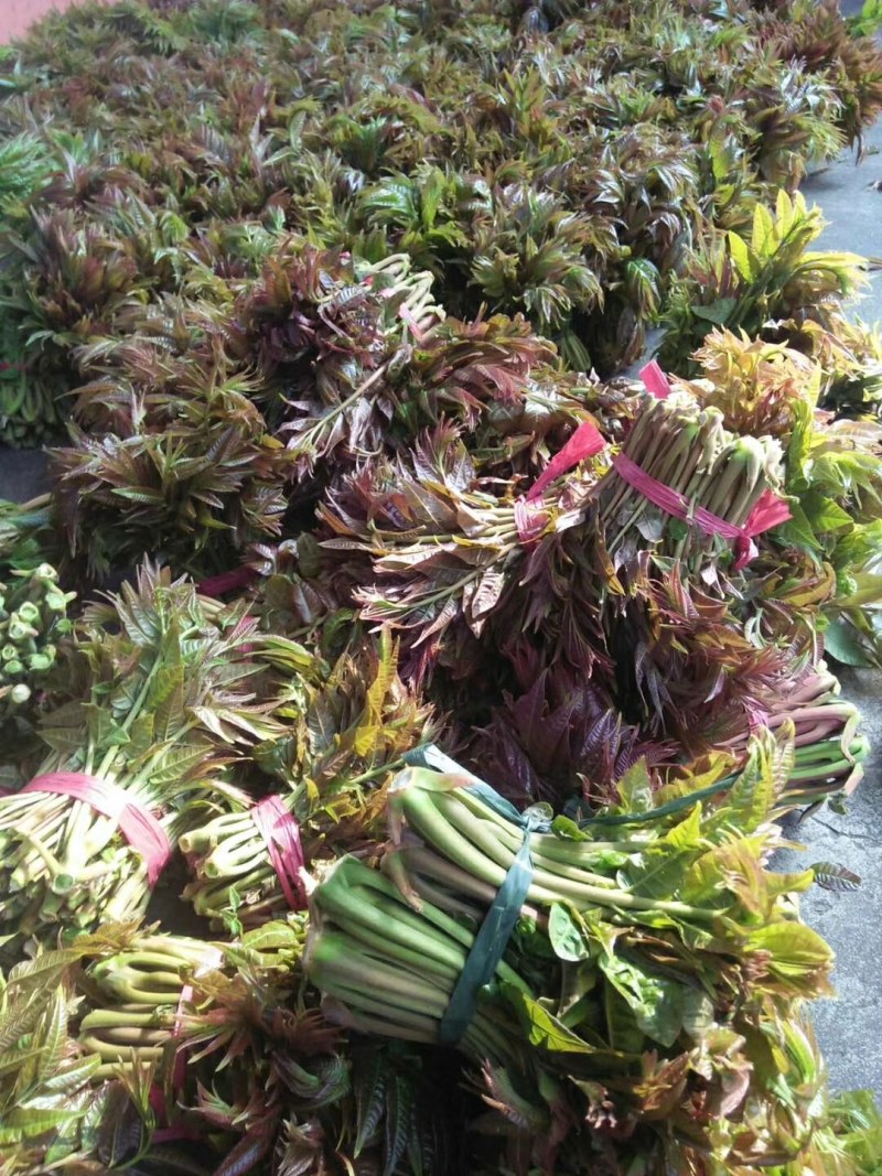香椿芽批发基地大量批发销售，货真价实，年产量100万公斤