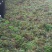 香椿芽批发基地大量批发销售，货真价实，年产量100万公斤