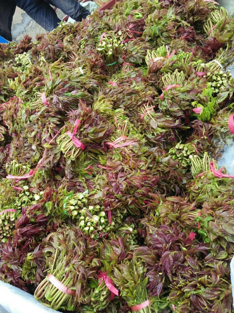 香椿芽批发基地大量批发销售，货真价实，年产量100万公斤
