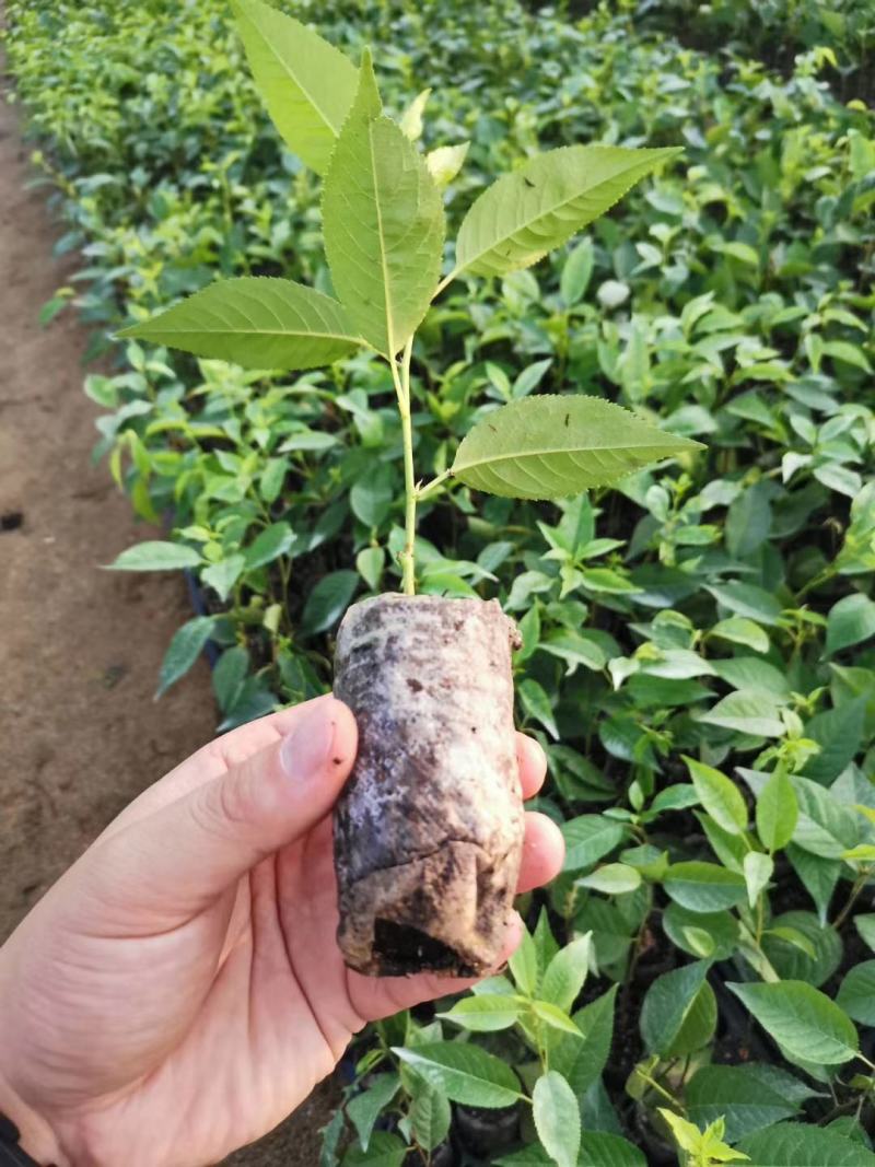 吉塞拉樱桃苗/吉塞拉砧木小苗/吉塞拉樱桃砧木苗价格