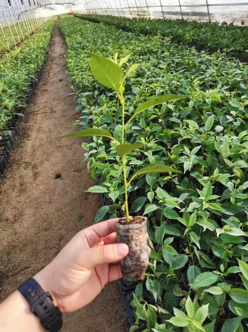 吉塞拉樱桃苗/吉塞拉砧木小苗/吉塞拉樱桃砧木苗价格