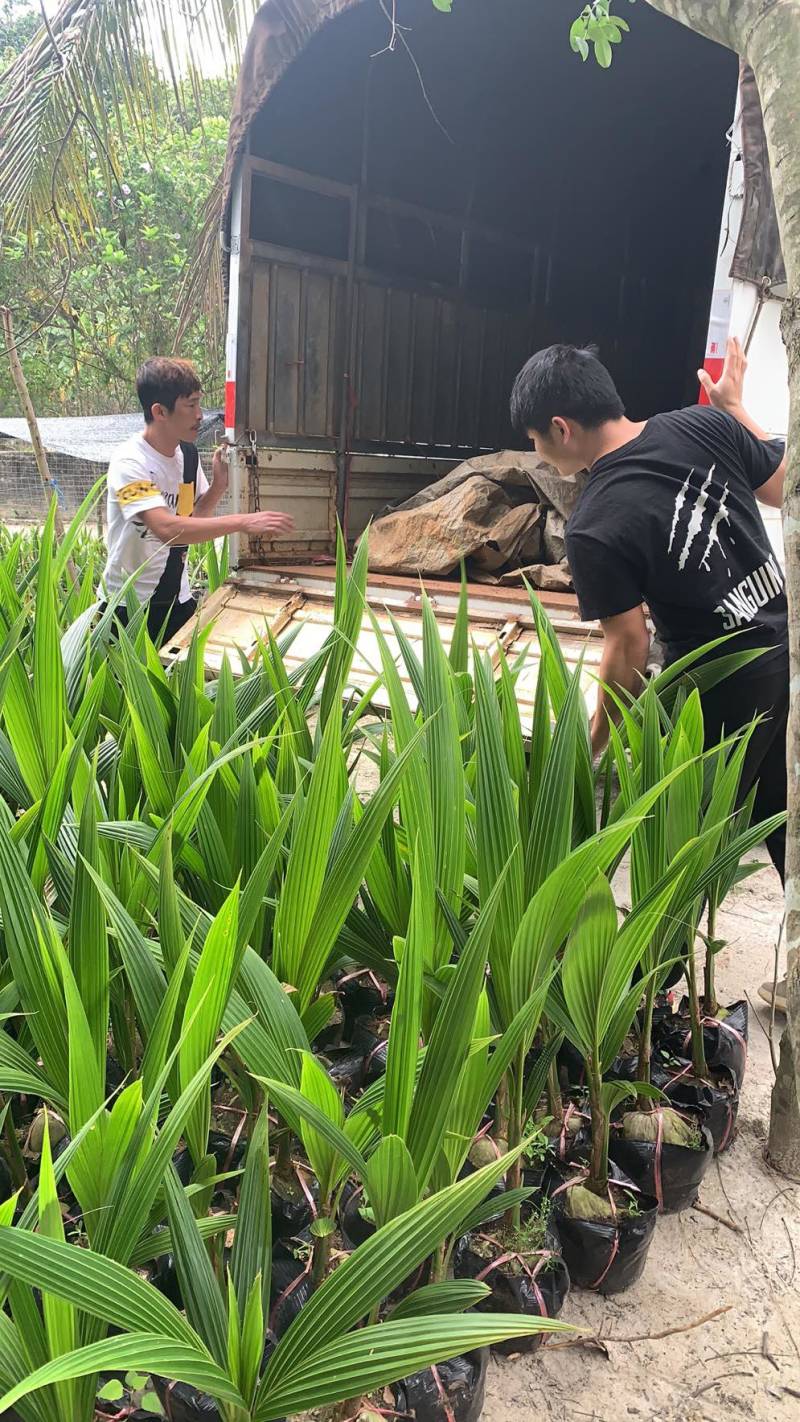 阳光椰子苗，本地苗，矮种苗