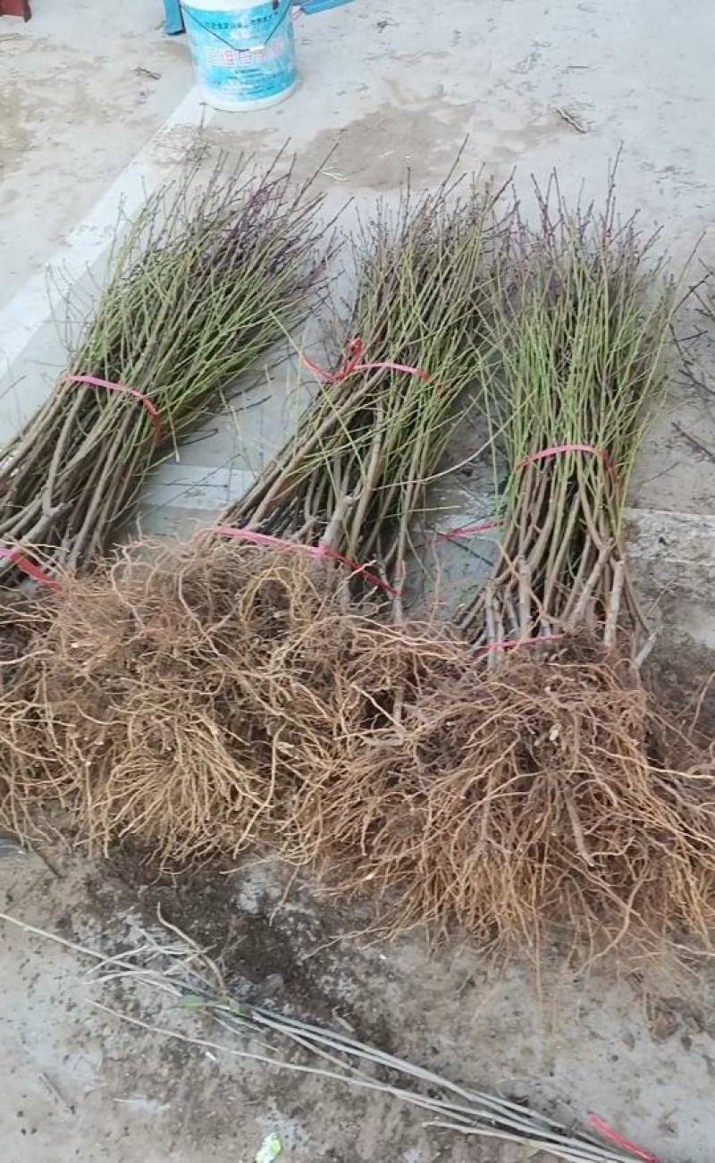 黄金蜜桃4号桃树苗/黄金蜜4桃苗价格多少钱/黄桃树苗