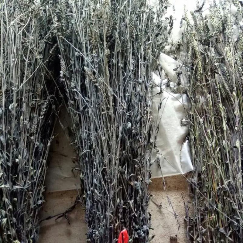 鬼羽箭中药材鬼羽箭黑草克草黑骨草羽箭