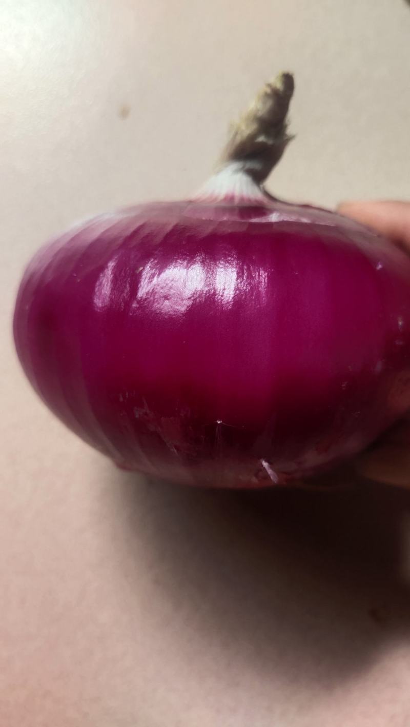云南建水县精品紫皮洋葱大量上市，货源充足。