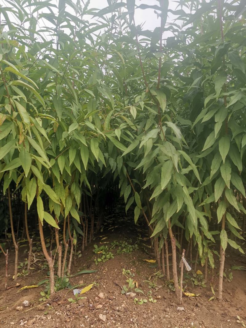 黄金蜜桃1号桃树苗/黄金蜜1号桃苗价格多少钱/黄桃树苗