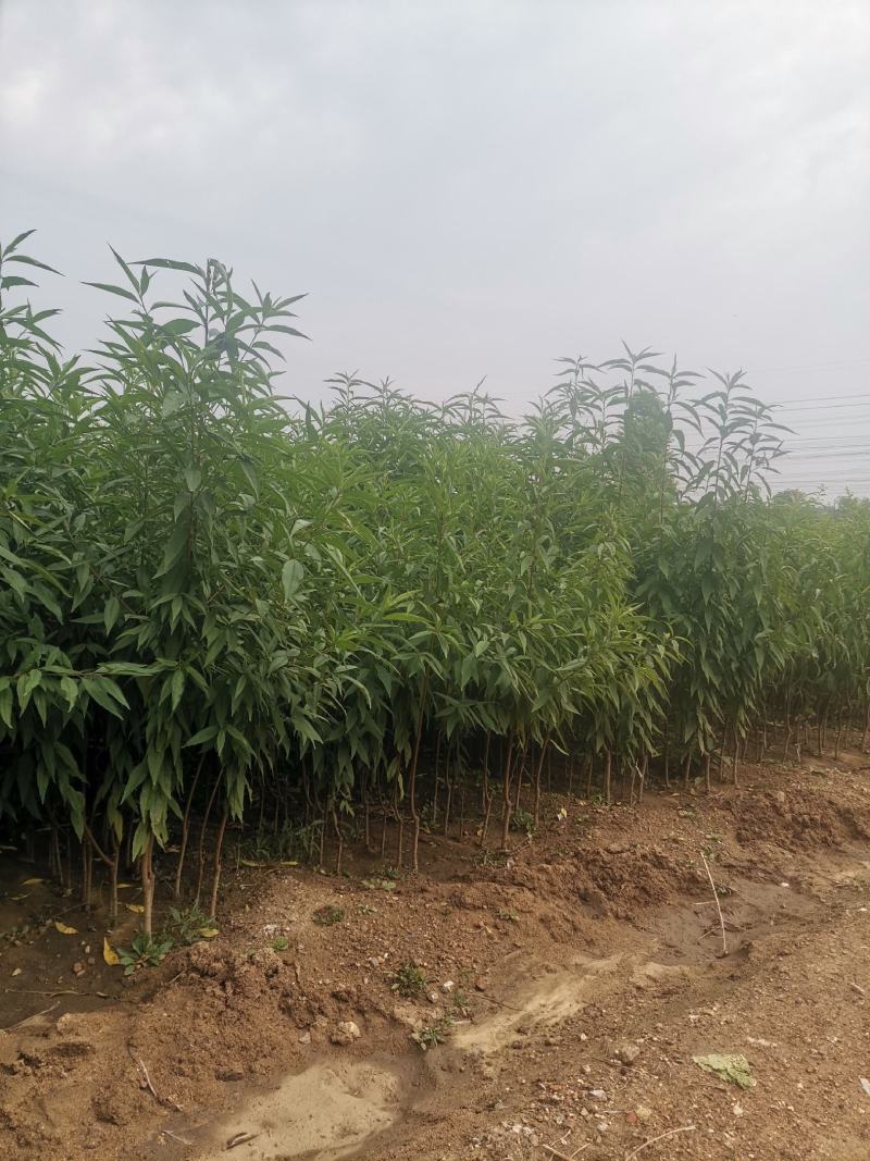 黄金蜜桃1号桃树苗/黄金蜜1号桃苗价格多少钱/黄桃树苗
