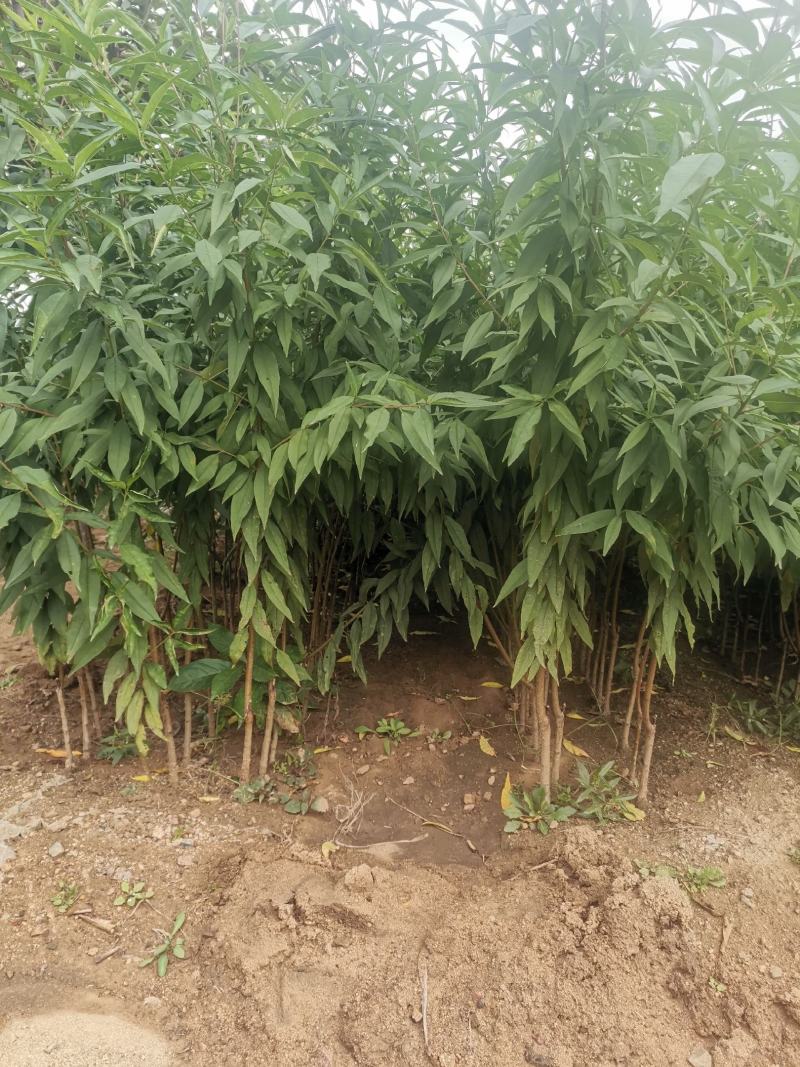 黄金蜜桃1号桃树苗/黄金蜜1号桃苗价格多少钱/黄桃树苗