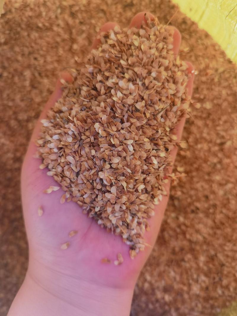 优质沙参种子也叫山胡萝卜种子保质量保芽率