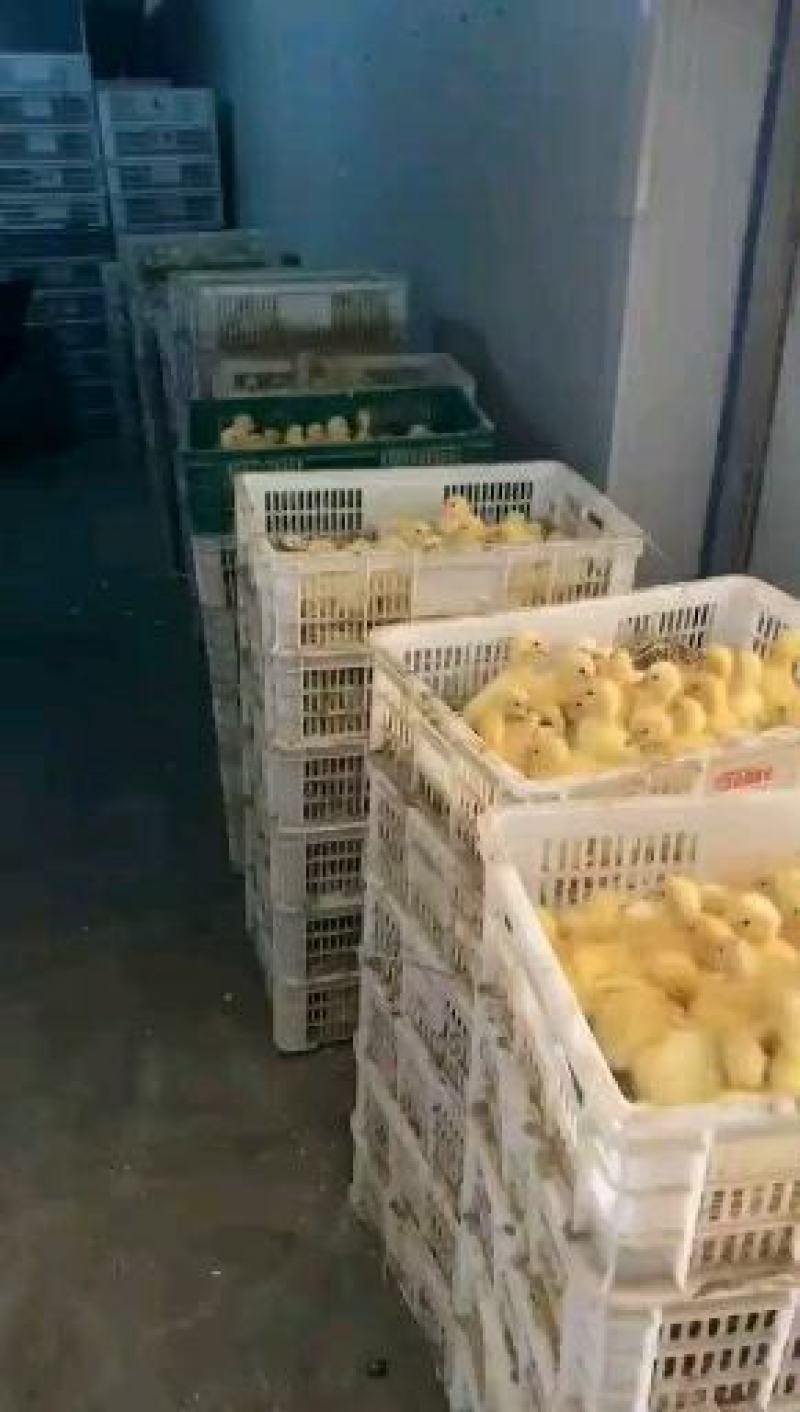 白鹅苗三花鹅杂交白鹅皖大白鹅苗质量正宗包打疫苗质量正宗
