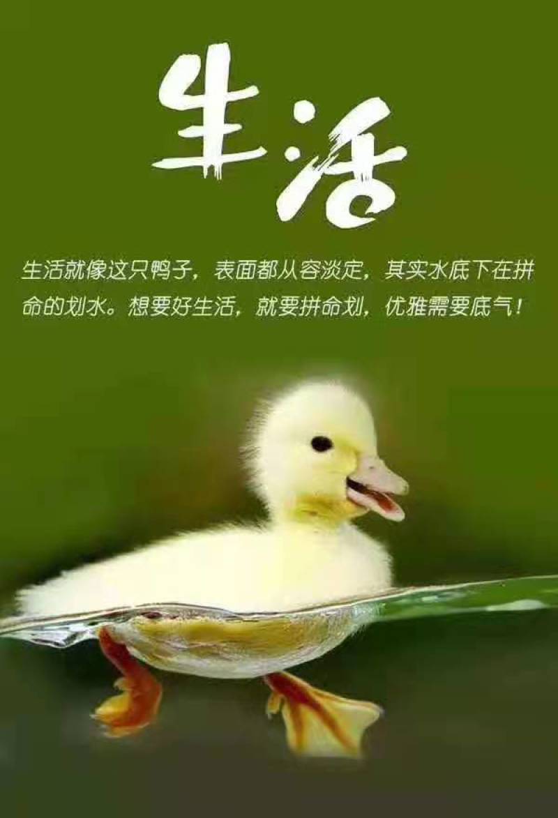 白鹅苗三花鹅杂交白鹅皖大白鹅苗质量正宗包打疫苗质量正宗