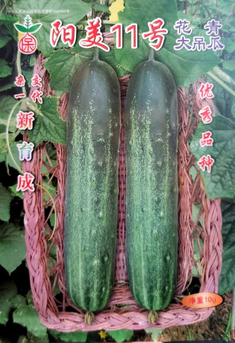 阳美11号水果吊瓜种子，产量高，瓜型好品质高，购买请联系