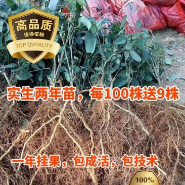 无籽（紫果八月瓜苗）买100送9株，包成活率99。