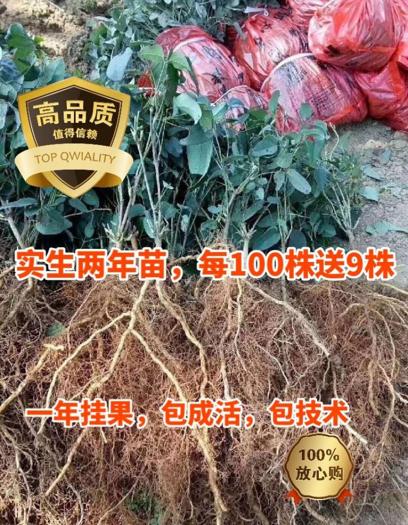 无籽（紫果八月瓜苗）买100送9株，包成活率99。