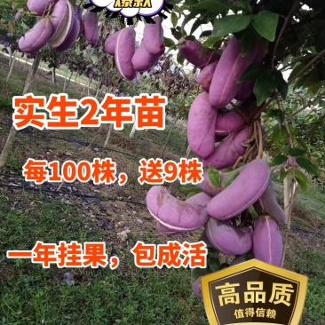 少籽皮薄高产八月瓜紫苗，一百株送九株，包成活包回收