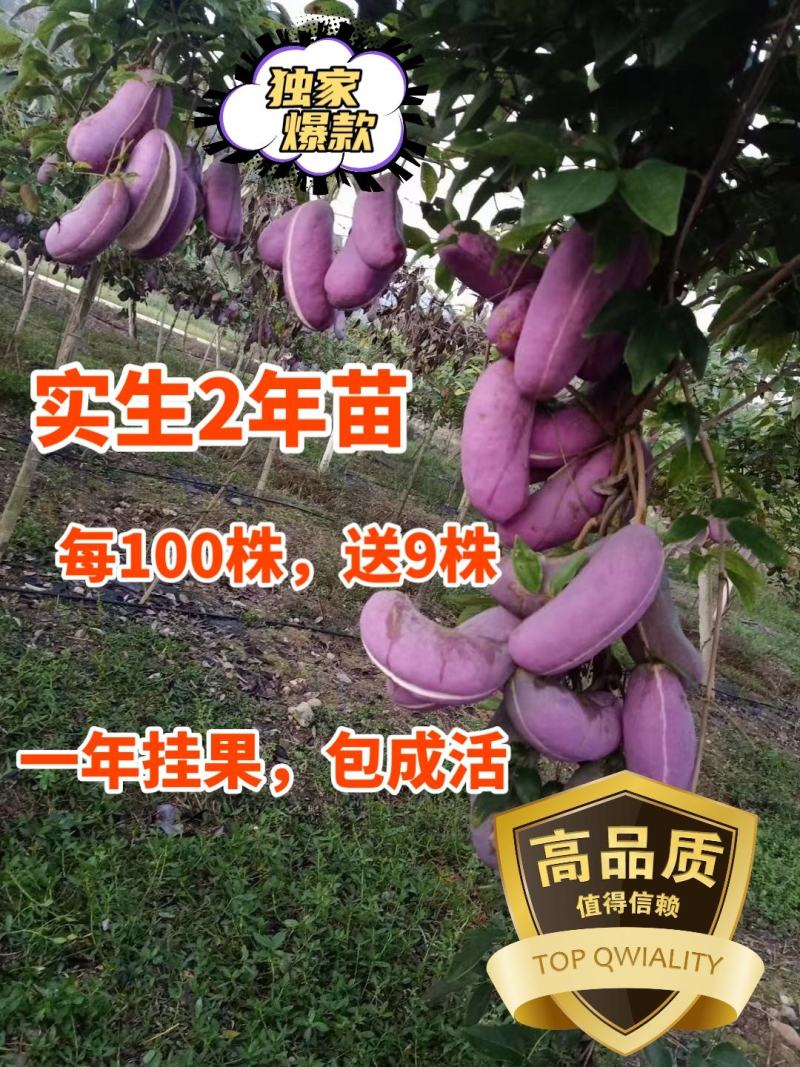 少籽皮薄高产八月瓜紫苗，一百株送九株，包成活包回收