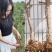 宁夏枸杞树苗红枸杞树苗当年结果盆景盆栽