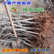 宁夏枸杞树苗红枸杞树苗当年结果盆景盆栽