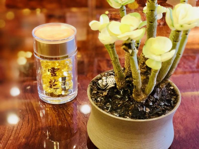 高含量长白山灵芝孢子油，由灵芝孢子粉提取，携带方便