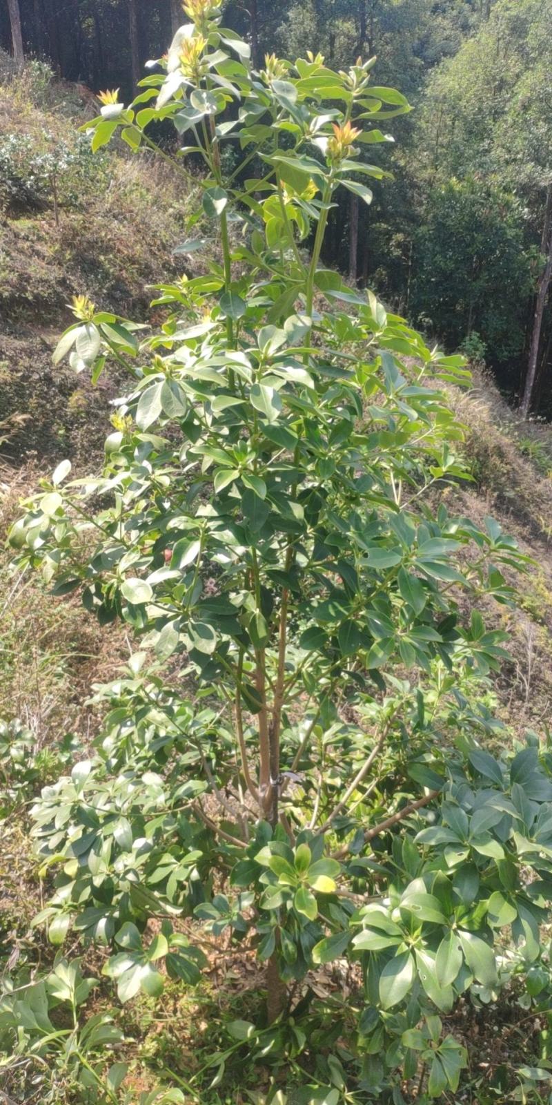 大红八角品种陈平嫁接树苗长果快八角大颜色好看