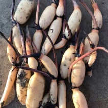 观赏荷花大量出售需要可以联系