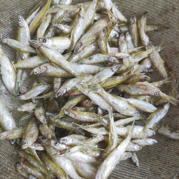 油炸小鱼干/小河鱼/油炸小河鱼/淡水鱼/无盐/油炸小白肖