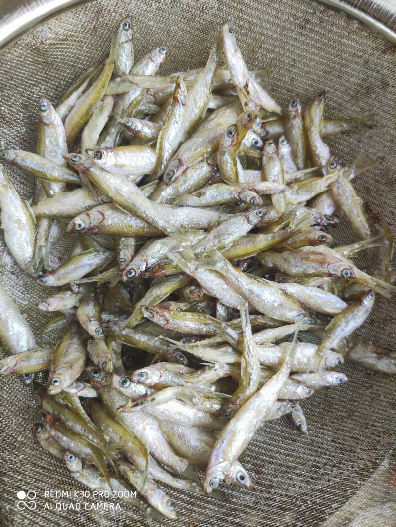 油炸小鱼干/小河鱼/油炸小河鱼/淡水鱼/无盐/油炸小白肖