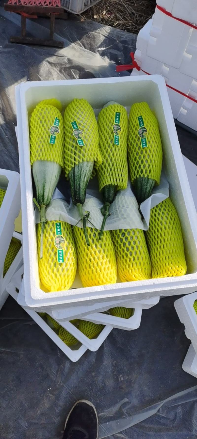 甜瓜精品羊角蜜甜瓜大落价，瓜甜条正，按需装箱