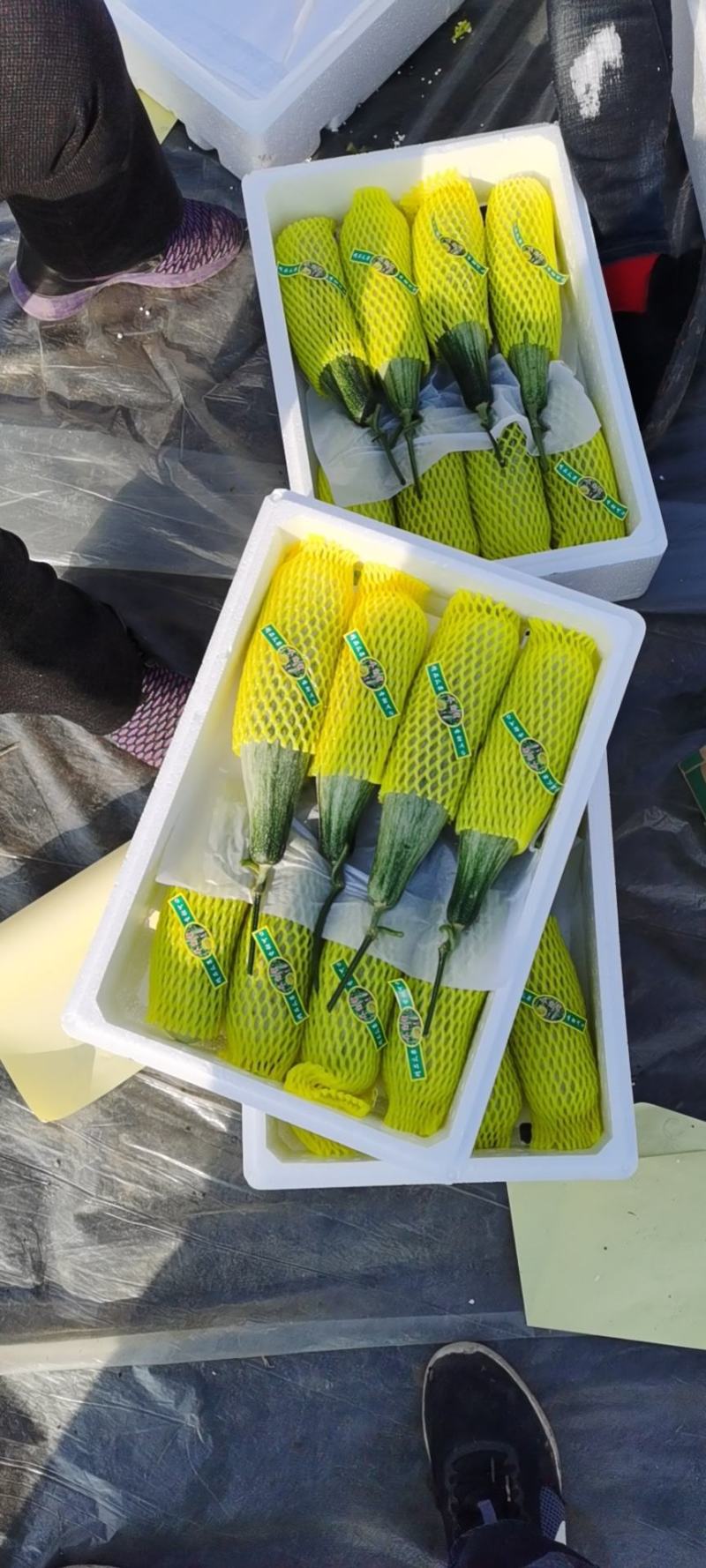 甜瓜精品羊角蜜甜瓜大落价，瓜甜条正，按需装箱