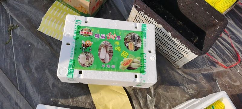 甜瓜精品羊角蜜甜瓜大落价，瓜甜条正，按需装箱