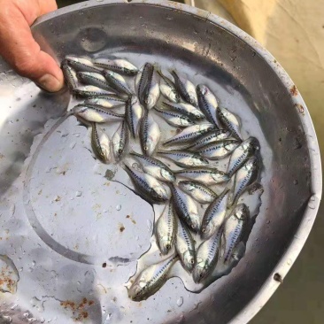 训料鲈鱼苗加州鲈鱼苗路亚淡水鲈鱼苗快大鲈鱼苗