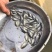 训料鲈鱼苗加州鲈鱼苗路亚淡水鲈鱼苗快大鲈鱼苗