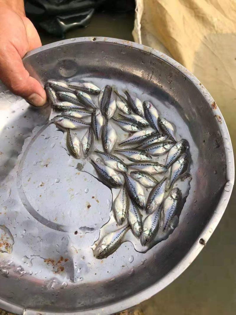训料鲈鱼苗加州鲈鱼苗路亚淡水鲈鱼苗快大鲈鱼苗