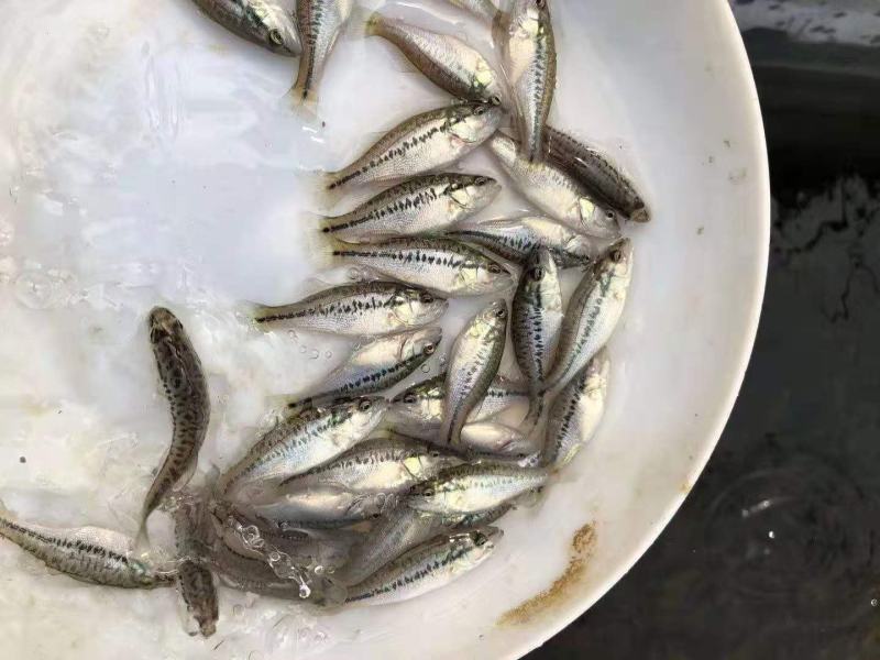 训料鲈鱼苗加州鲈鱼苗路亚淡水鲈鱼苗快大鲈鱼苗