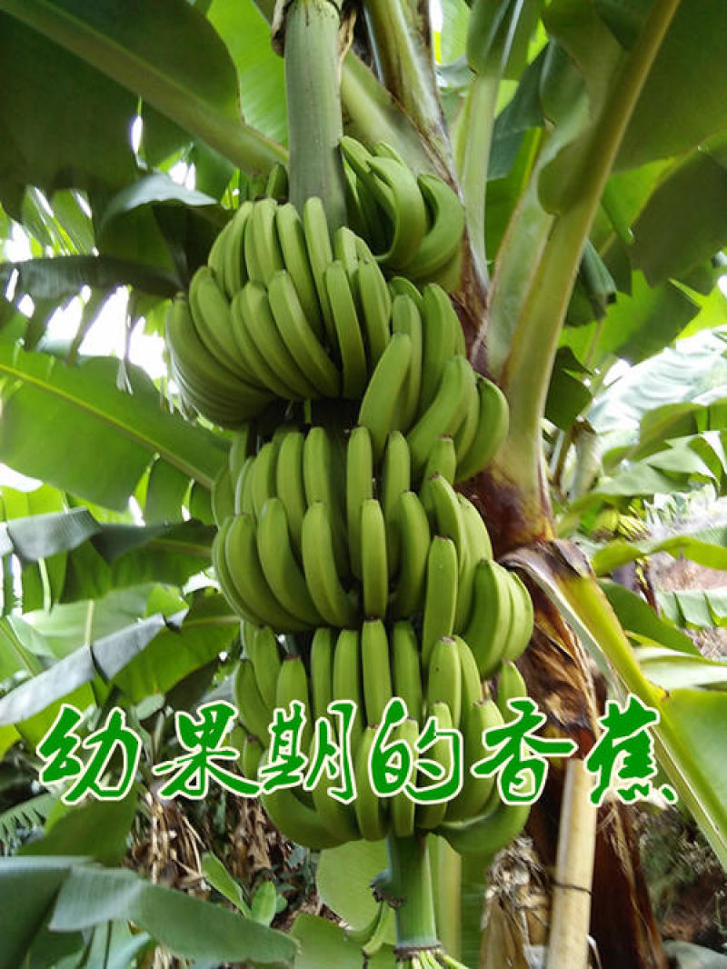 香蕉苗，威廉斯b6，巴西香蕉苗价格优惠，果苗优质产地直销