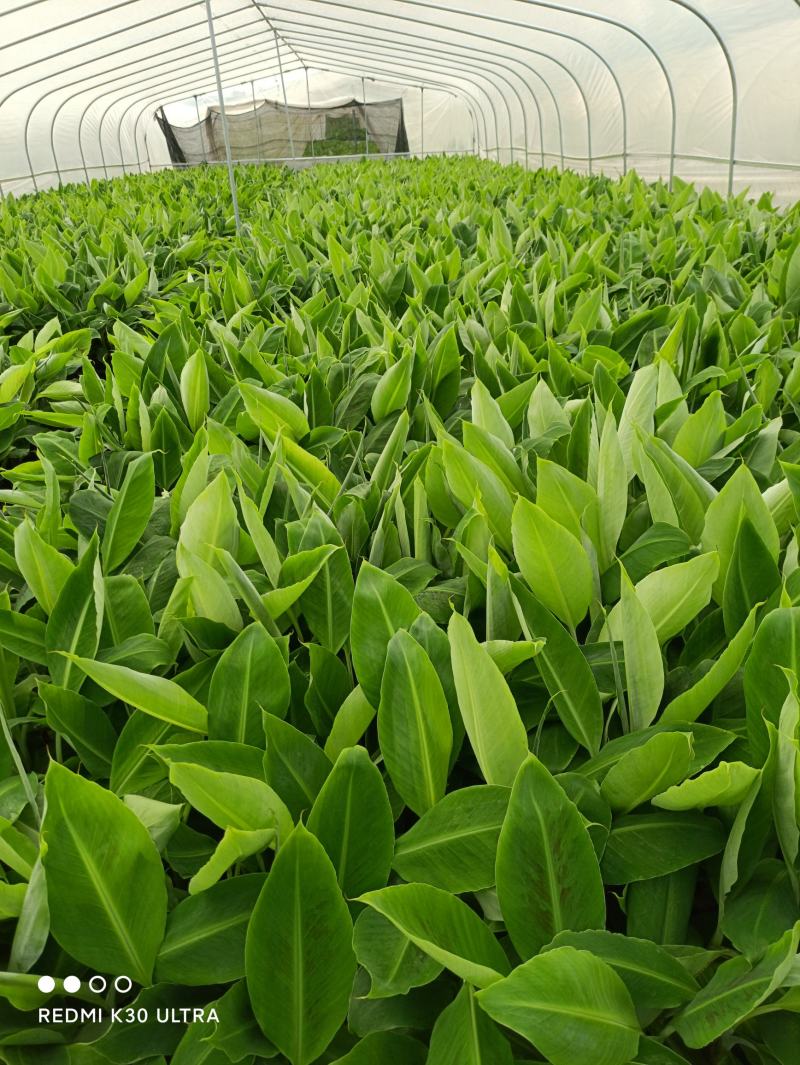 香蕉苗，威廉斯b6，巴西香蕉苗价格优惠，果苗优质产地直销