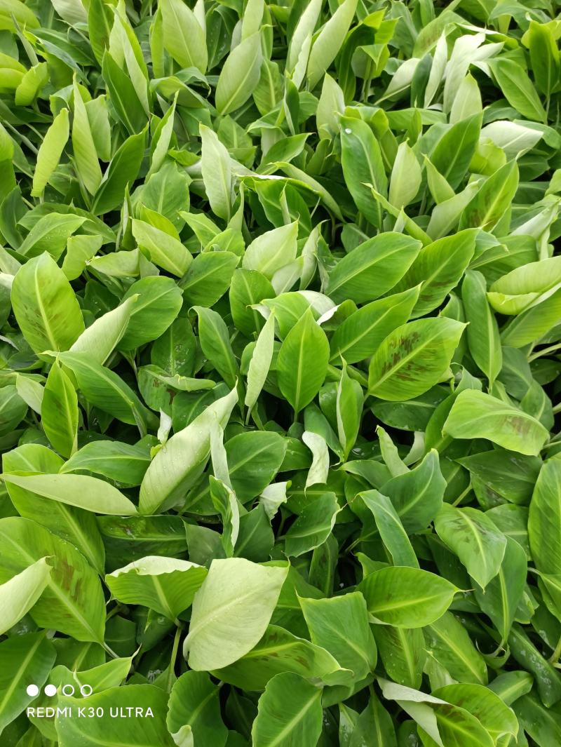 香蕉苗，威廉斯b6，巴西香蕉苗价格优惠，果苗优质产地直销