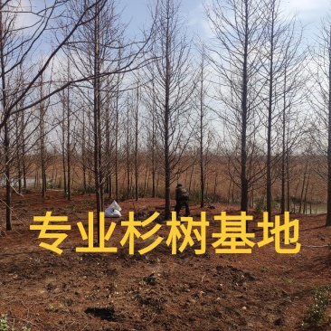 池杉水杉落羽杉中山杉墨西哥落羽杉苗圃位于江苏盐城大丰