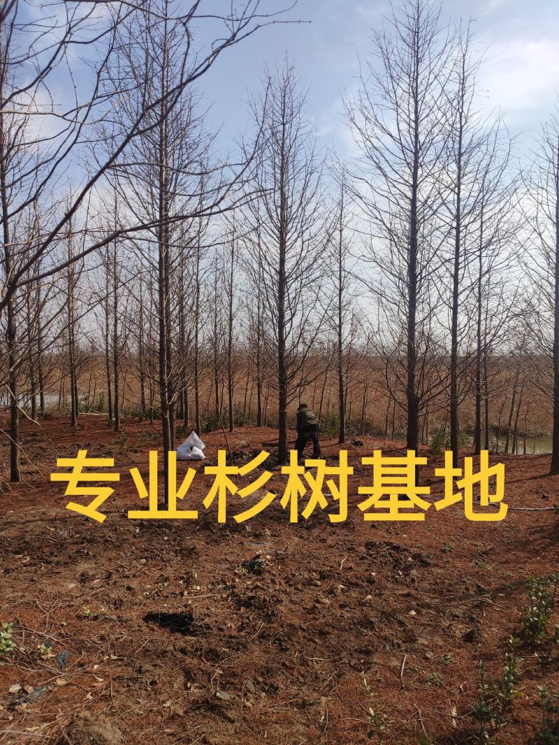 池杉水杉落羽杉中山杉墨西哥落羽杉苗圃位于江苏盐城大丰